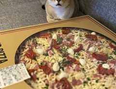 特別感がある『コストコのピザ』を見た猫が？　「人間みたいなリアクションするじゃん」