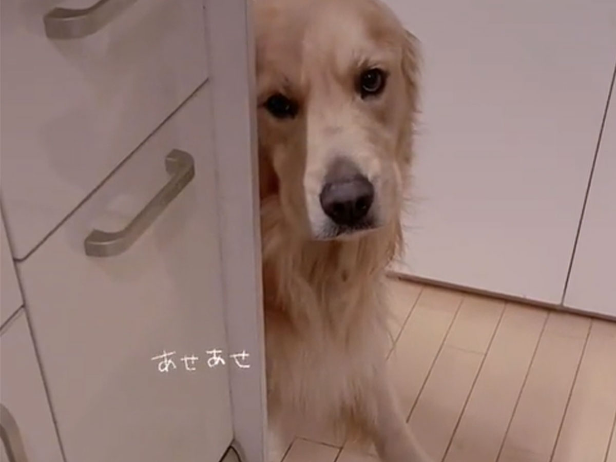 許したくなっちゃう 物陰に隠れ 何かをごまかした犬の姿に 怒れない Grape グレイプ