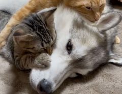 シベリアンハスキーと２匹の猫　仲良しすぎる動画に「癒される」「混ざりたい」