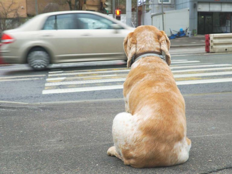 動画再生６６３万回 信号待ちをしていた犬が すごすぎる 見習うべき Grape グレイプ