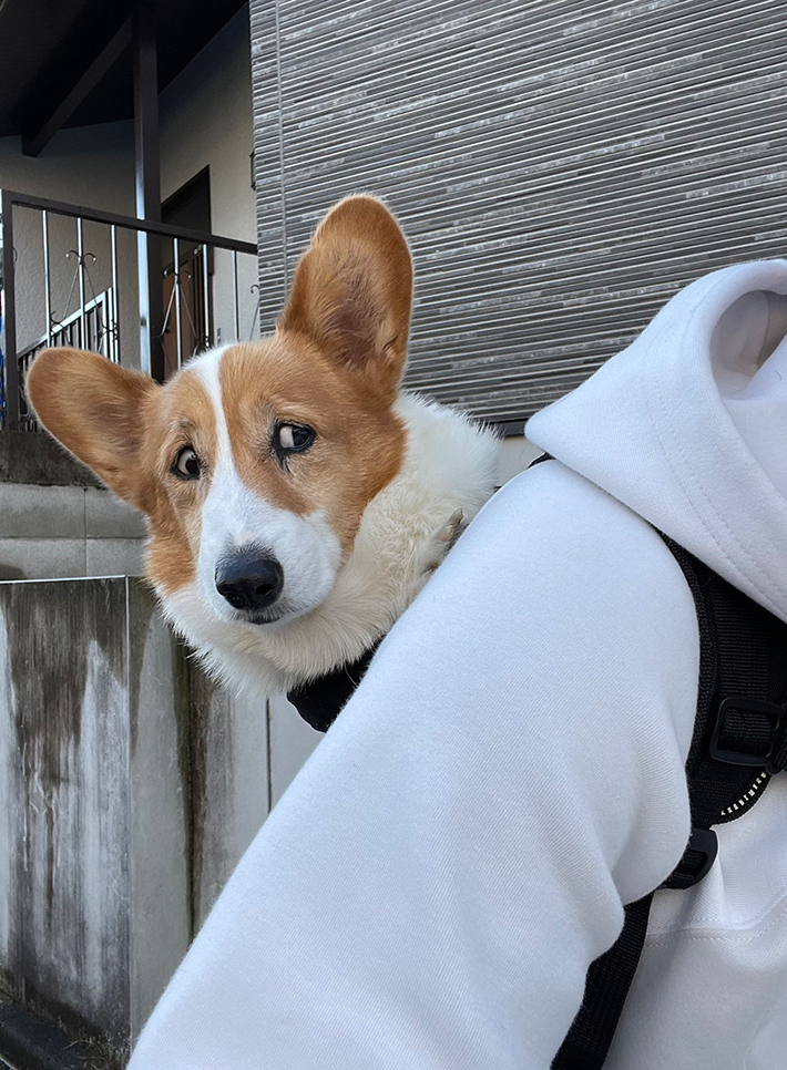 飼い主を信用していない犬 表情が面白すぎる Grape グレイプ