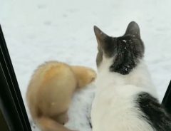 フェレットと猫、雪に対する『反応』の差にクスッ