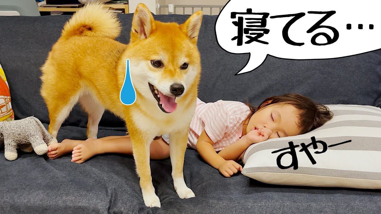 寝ている妹を見た柴犬の行動は 泣いている赤ちゃんに 子守りをするペットたちに癒される Gluglu グルグル By Grape