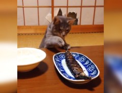 食卓のお魚をそろ～り♪　しかし猫ちゃんを待ち構えていたのは…！？