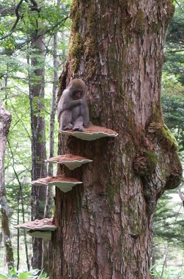 さるのこしかけ サルノコシカケ 猿の腰掛け 巨大 - その他