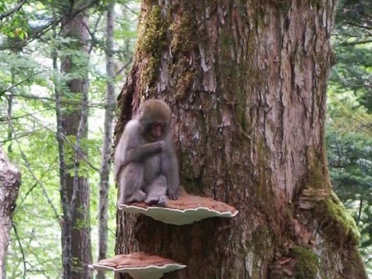 すごすぎる」「奇跡の１枚」 一見、普通のサルの写真だけど…？ – grape