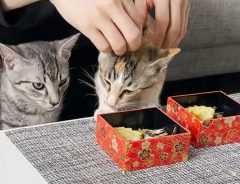 ２匹の子猫が食べているのは…？　「私よりいいモノ食べてる！」