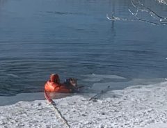 凍った川に犬が落ちた！　駆けつけた消防士の勇敢な行動に称賛の声