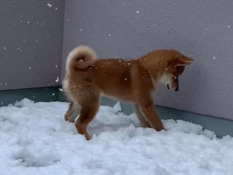 可愛すぎでは 初めて雪を見た子犬の反応をご覧ください Grape グレイプ