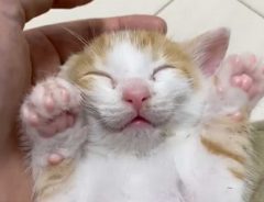 「ここで熟睡コネコチャン」　２９秒の子猫動画に、にやける
