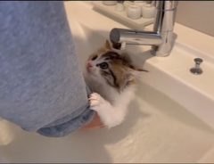 入浴を怖がっていた猫　慣れると「笑った」「安心しきっている」