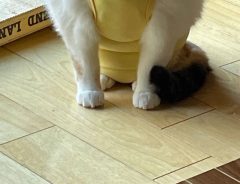 猫にペット用ウェアを着せた結果？　「悲しきモンスター」「牛乳ふいた」