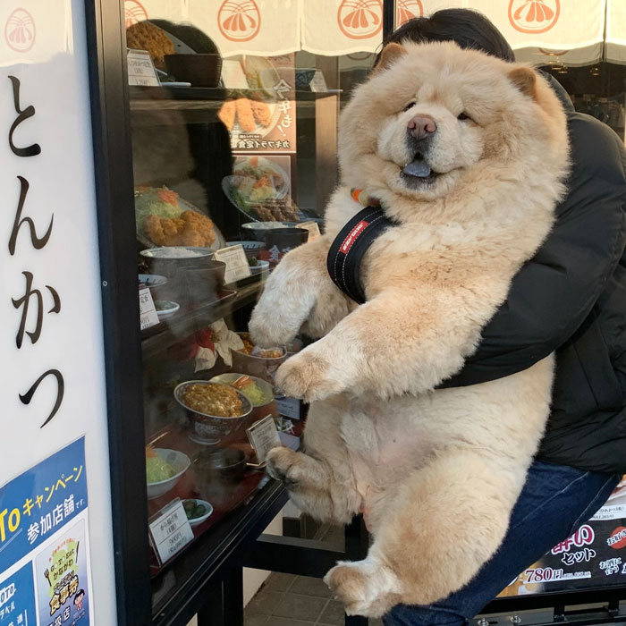 ぬいぐるみにしか見えない」 飼い主に抱っこされる犬が、どう見ても