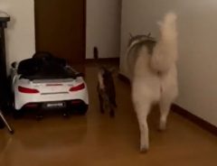シベリアンハスキーと猫の動画にキュン　「仲良しを超えてラブラブ」