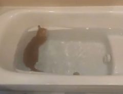 皮膚病を患った猫　治療で入浴をさせていると「もはや猫かどうか怪しい！」