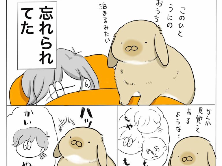 飼い主と再会しても 塩反応 だったウサギ 深夜の出来事に あるある 愛が重い Grape グレイプ