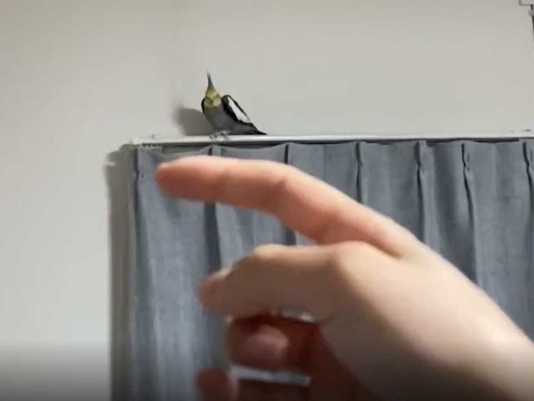 オカメインコに指を差し出すと ２本の動画に 爆笑した 一生笑えそう Grape グレイプ