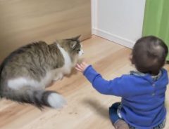 赤ちゃんを弟と思っている猫　遊ぶ姿は、兄そのもの！