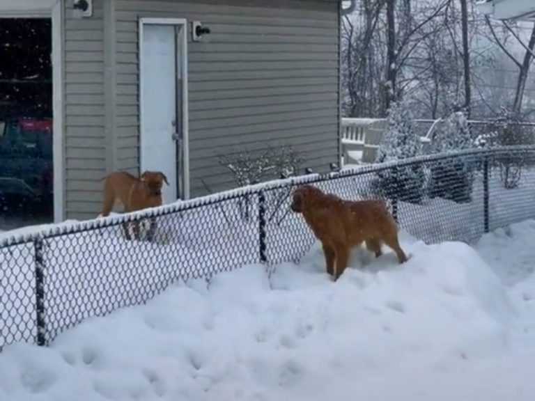 雪が怖い でも友達に会いたい ２匹の犬の動画に 感動して泣いた Grape グレイプ