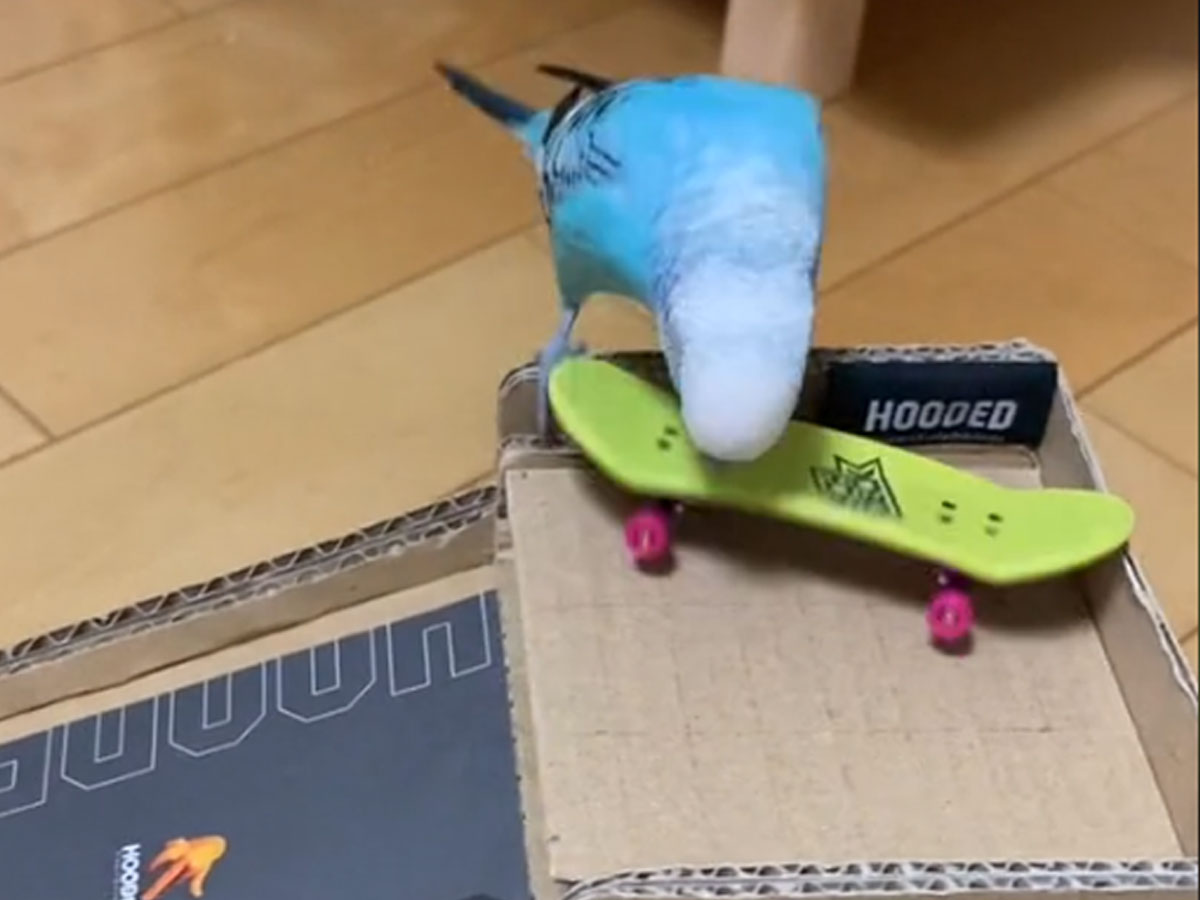 売店 ミニ スケートボード 鳥用 おもちゃ バードトイ 玩具 映え オウム スケボー