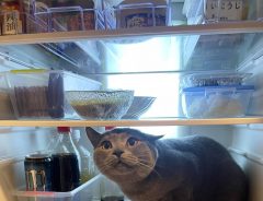 冷蔵庫を開けると「あら～かわいい」　夕食準備が進まない理由は？