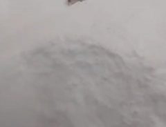 ６０cm以上の大雪の中…　犬の姿に「全力でエンジョイしてる」