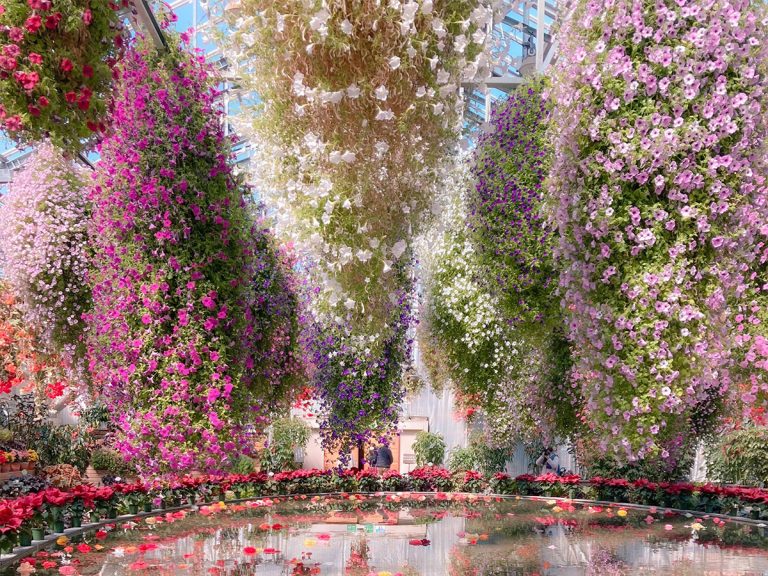 これが現実の光景 夢のような花畑を撮影した写真が話題に Grape グレイプ