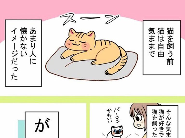 猫を飼ったら「想像してたのと違った」 理由に猫飼いから共感の嵐