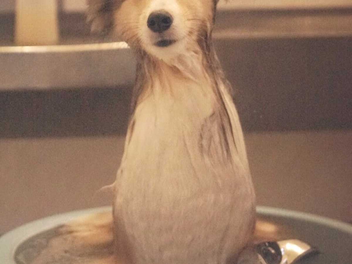 お風呂場で洗われていた犬 エリンギ そのものな姿がコチラ Grape グレイプ