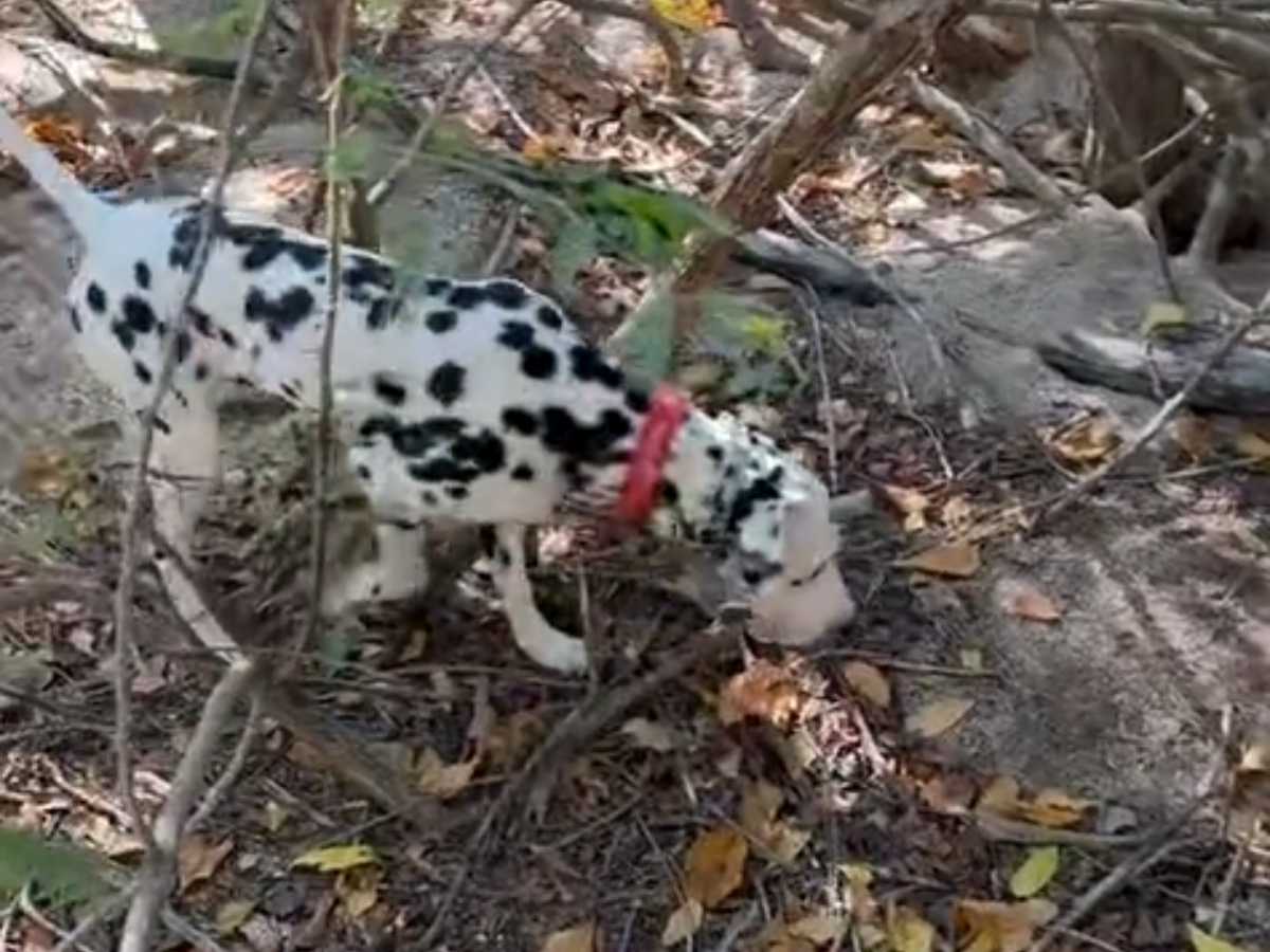 愛犬の散歩に出たら 家族 が増えた 最高の展開 ありがとう Grape グレイプ