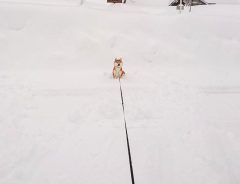 積雪の中、たたずむ柴犬　飼い主の切実なお願いにクスッ！