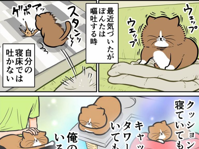 嘔吐する猫 吐きそうになると 決まって 展開に 分かる の声 Grape グレイプ