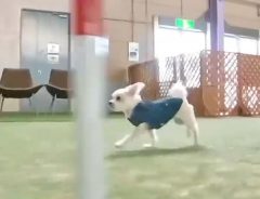 「障害物を完璧に無視できる」　施設内を走り回る犬がかわいすぎる！