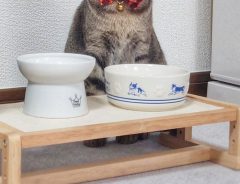 ご飯の器の前に座る猫　表情の『ビフォーアフター』にクスッとする人が続出