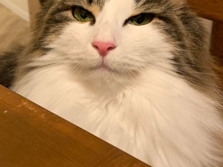 可愛い表情で鳴く猫 お風呂 という単語を耳にすると Grape グレイプ