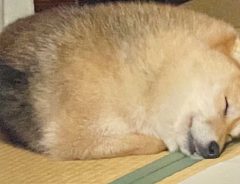 スヤスヤと眠る柴犬　１枚の写真に「猫？」「アザラシ？」
