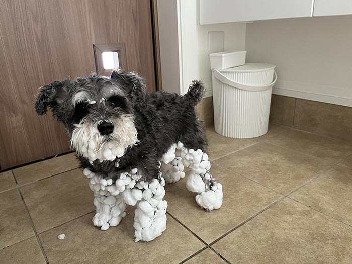 雪まみれの犬の写真