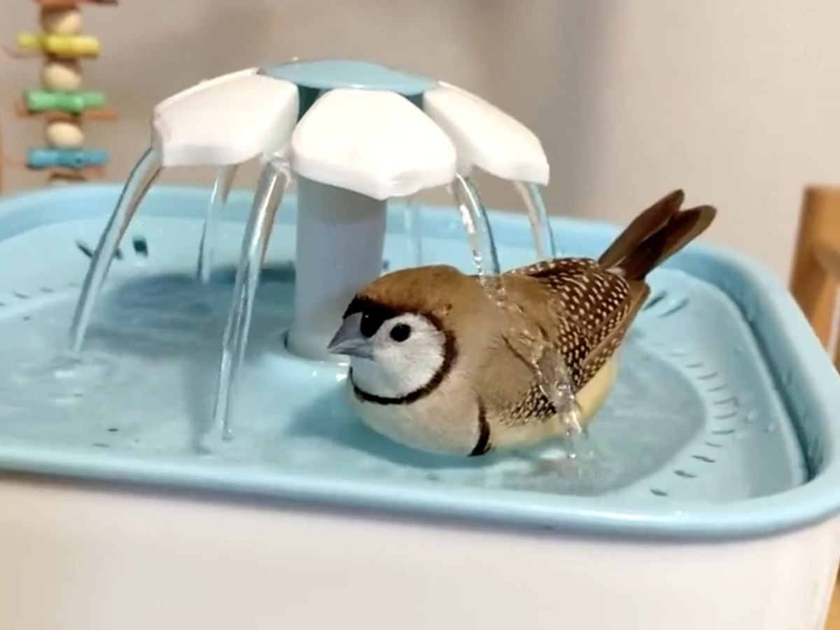 鳥 水浴び