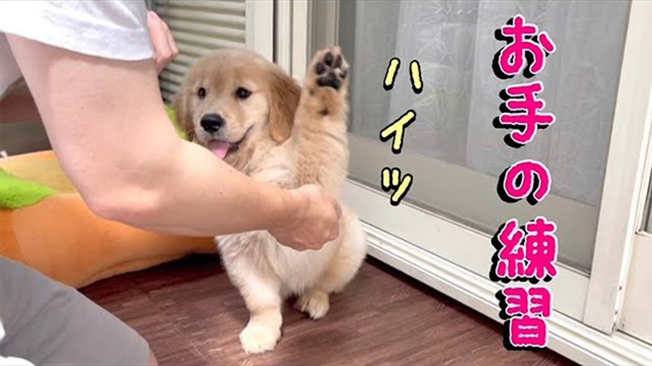 一生懸命 お手の練習をする子犬 それを後ろから見守っているのは Gluglu グルグル By Grape