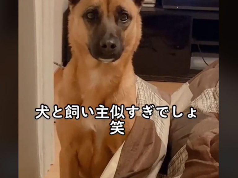 飼い主と犬を見比べてみると 想像以上に似てた もはや兄弟 Grape グレイプ