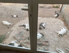 「一体何があった…」　夕飯前、窓の外を見ると猫たちが？