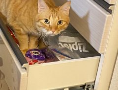 地震後、食器棚が開いてしまい…　猫の行動に「爆笑した」「たくましい」