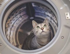 「洗濯機を回す前に、必ず確認してください」　獣医師の『注意喚起』にゾッとする