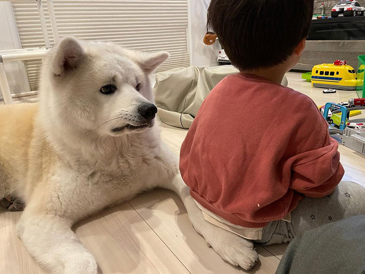 秋田犬と赤ちゃんの画像