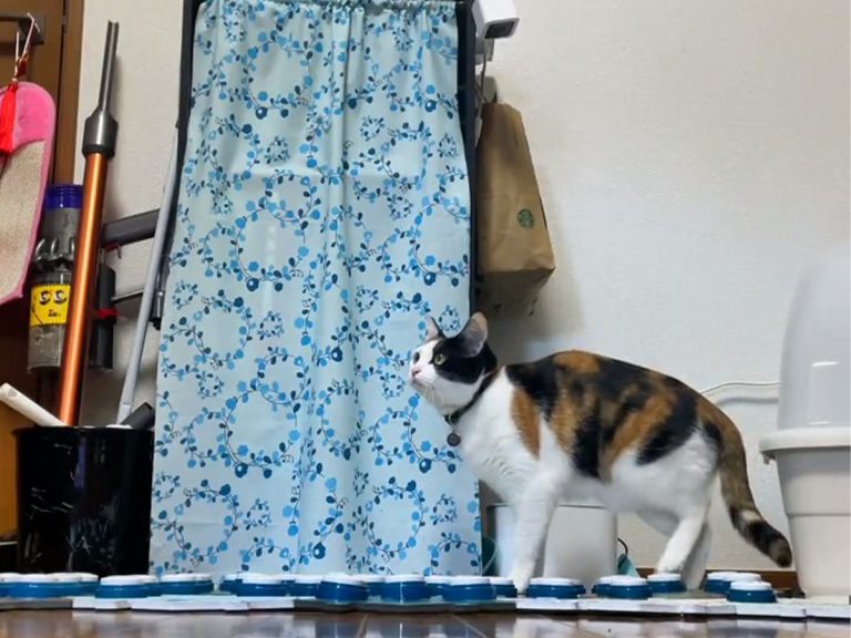 かわいいしすごい 仕事中の飼い主vs遊びたい猫 その攻防戦に注目 Grape グレイプ
