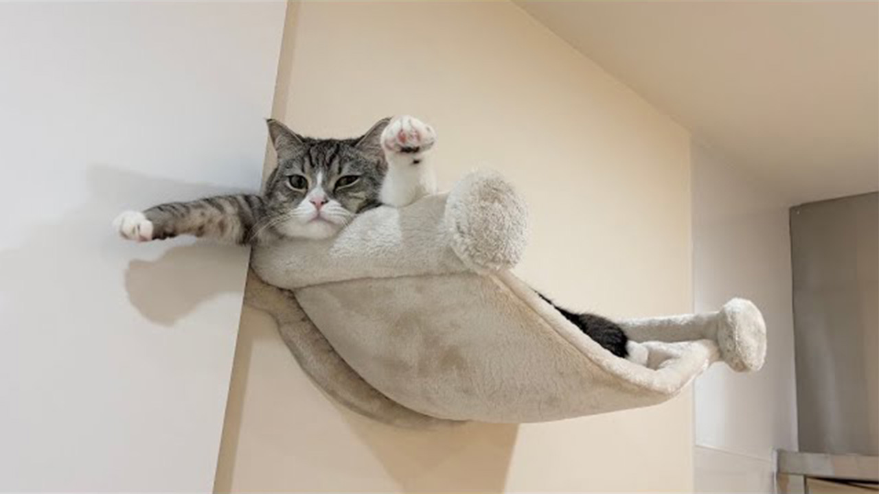 まさかのポーズに悶絶 ハンモックで過ごす猫の くつろぎ方がかわいい Gluglu グルグル By Grape