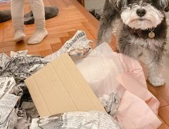 床に散らばる包装紙を見た犬が？　無言の訴えに１２万『いいね』