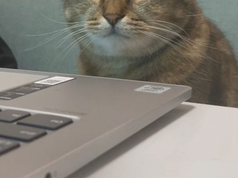 いい仕事をしそうな顔つき 貫禄がすごい 飼い主離席中に 猫がまさかの行動 Grape グレイプ