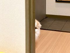 壁際から覗く猫　しかし、後ろに『あるもの』があって？　「可愛い」「丸見え～！」