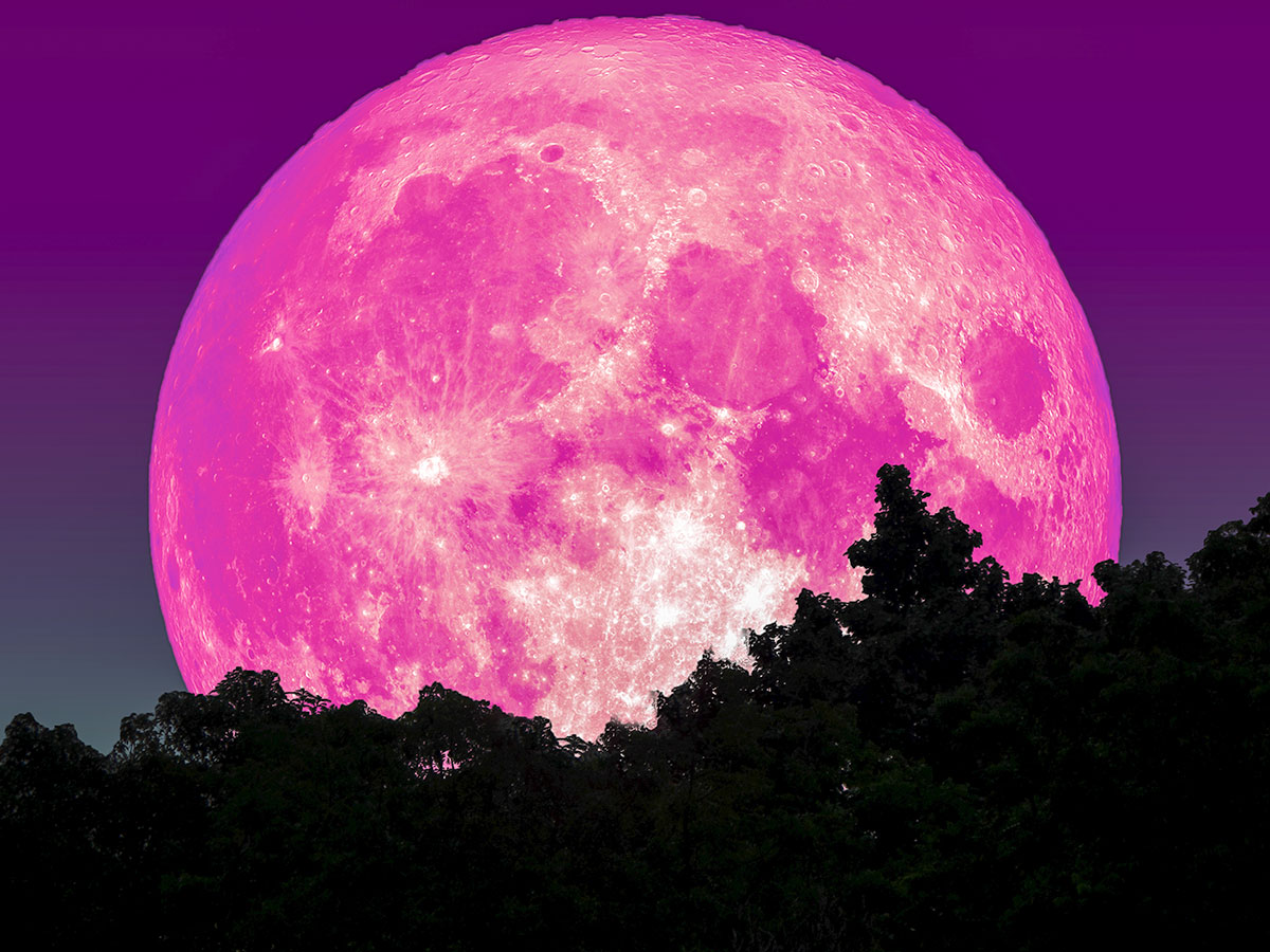年に一度の ピンクムーン がいよいよ ２０２２年も 願いが叶う特別な月を見よう Grape グレイプ